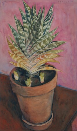 Galerie Jacobsa